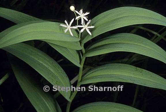 maianthemum stellatum 1 graphic